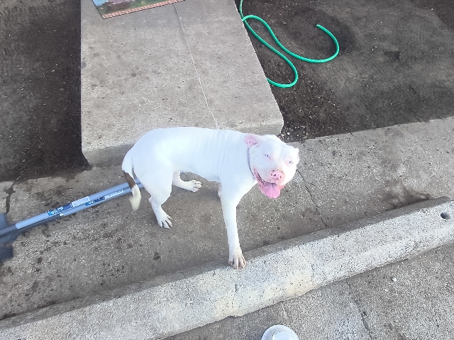 American Pit Bull Terrier – Sweet & Loving Red Nose Pitbull Looking for a Good Home – Oklahoma City
