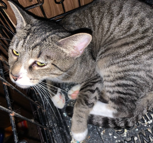 Female tabby