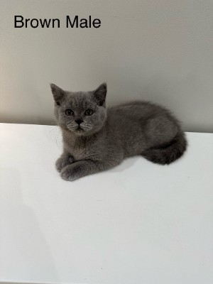 Scottish Fold – Scottish Straight Kitten Male Brown – Warrensburg