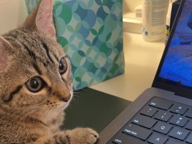 American Shorthair – Cute Kitten Rehome American Shorthair – San Jose