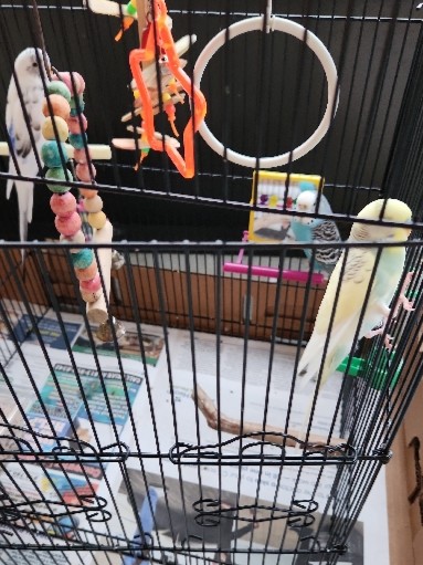 Budgerigar – 3 gorgeous parakeets