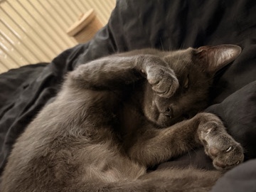 Russian Blue – Desperate, and urgent rehome. - Twinkle – Ilford