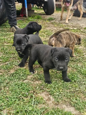 German Shephhead mixed puppies – Waynesboro
