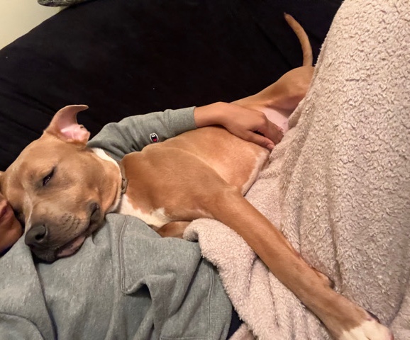 American Pit Bull Terrier – Light Brown American Pitbull