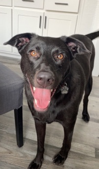Labrador Retriever – Urgent. needs to be rehomed asap. read description.