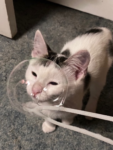 Manx – moo cat