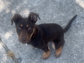 Doberman Pinscher – Doberman Shepard – Geismar