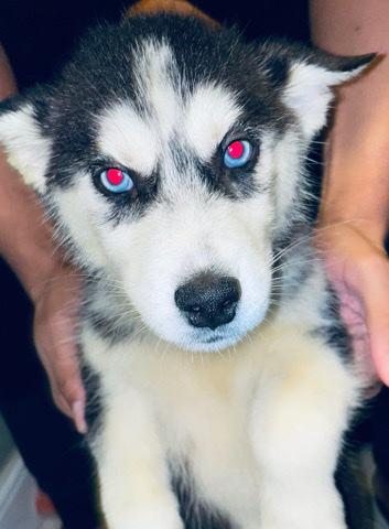 Siberian Husky – 7 Puppies (Siberian Huskies)