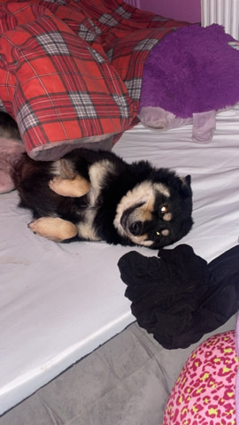 Shiba Inu – Shiba cross Akita
