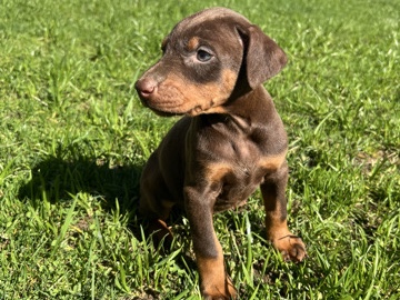 Doberman Pinscher – Doberman – Arlington
