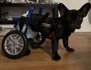 French Bulldog – Frenchie puppy