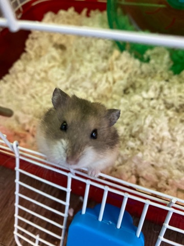 2 Dwarf Hamsters