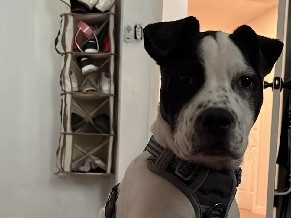 doy en adopción un perrito – Indianapolis