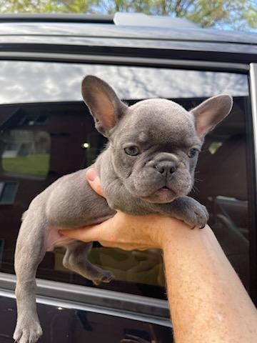French Bulldog – French Bulldogs