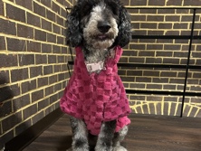 Poodle – standard golden doodle poodle – Brookeville