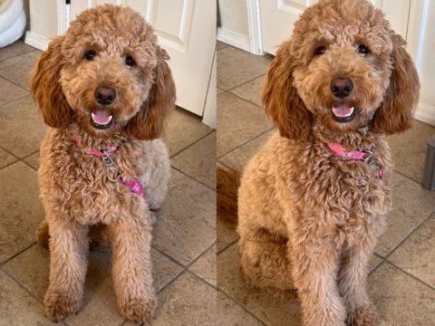 Poodle – Molly the female golden-doodle