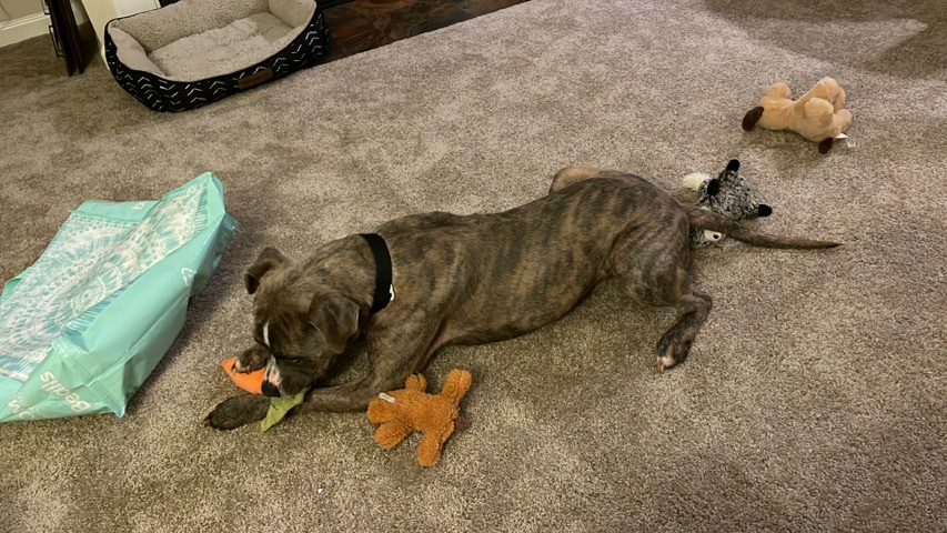 American Pit Bull Terrier – 2 year old Brindle Pit