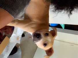 Carolina Dog – Carolina mix – Durham