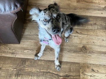 Catahoula Cur – Catahoula Leopard Dog needs to be rehomed. – Oklahoma City