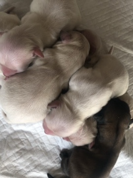 Bichon Welpen – Cologne