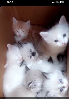 kittens