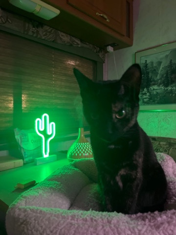 American Shorthair – 1 year old tortie cat