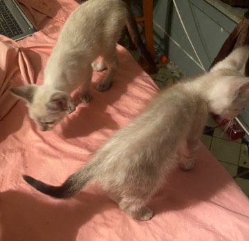 Siamese – 2 kittens