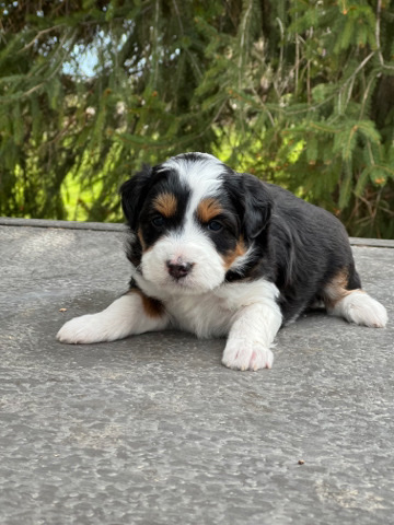 Poodle – Black Tri Male Aussiedoodle