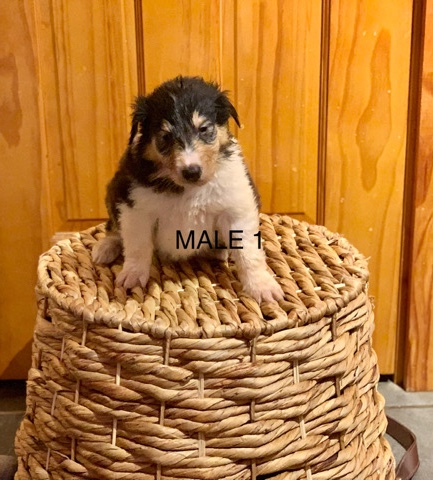 Rough Collie – AKC Rough Collies