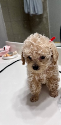 Poodle – Toy Male Poodles – Houston