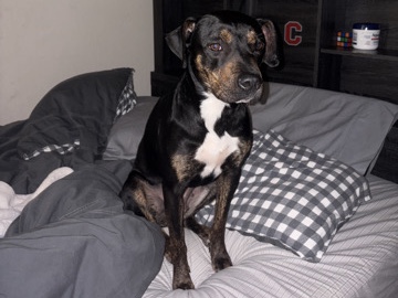 Rottweiler – Pitbull Rottweiler mix, female – Moraga