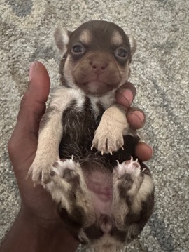 Chihuahua – Very cute chocolate Chihuahua Looking for a new home.