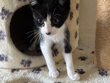 Tuxedo kitten – San Jose