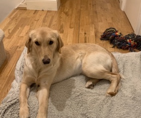 Golden Retriever – bekim