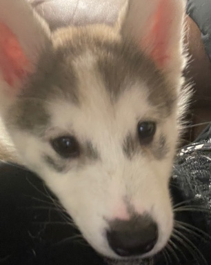 Siberian Husky – Beautiful husky pup