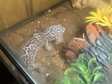 Leopard Gecko – looking to rehome a gecko – Pleasureville