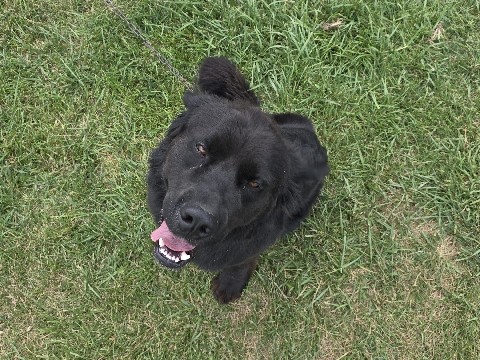 Big lovable dog. His name is Bear.