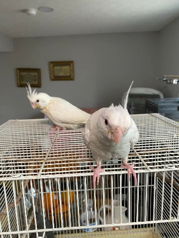 Cockatiel – The white price of the pair is 500
