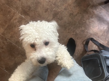 boy dog for sale – New Haven