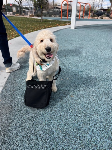 goldendoodle