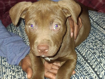 American Pit Bull Terrier – the little puppy looking for forever home – Detroit