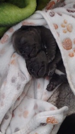 French Bulldog – French bull dog puppies