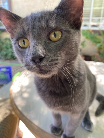 Russian Blue Cat Mix (Male, Neutered)