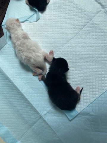 baby kittens