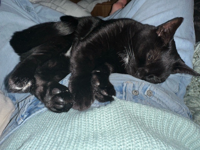 American Shorthair – Meet Luna! – Richardson