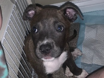 Mixed Breed – beautiful husky/American Terrier puppy – Murrells Inlet