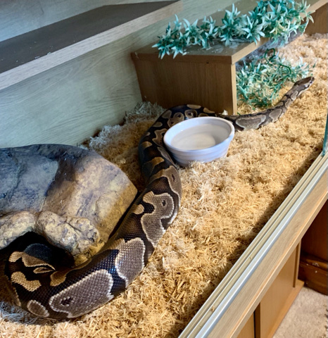 Any – Royal Python