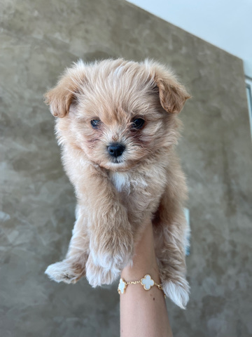 Pomeranian – Pomapoo