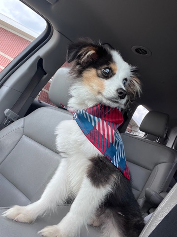 Australian Shepherd – Toy Australian Shepherd
