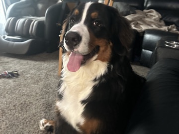 Beautiful Bernese Mountain Dog
